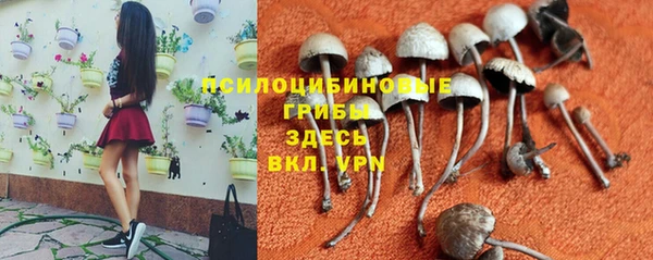 PSILOCYBIN Белокуриха